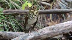 19: Swainsons Thrush 5M2_0763
