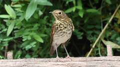 21: Swainsons Thrush 5M2_0874