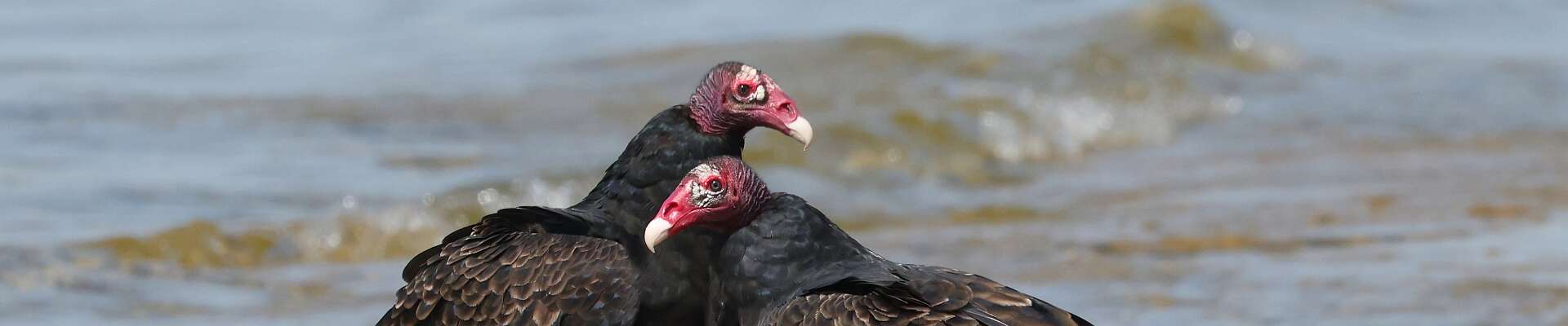 Click to show or hide the buttons