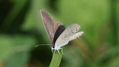 2: Eastern tailed-blue female 5M2_3514