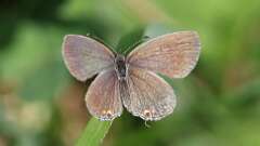 3: Eastern tailed-blue female 5M2_3620