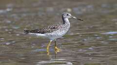 6: Greater Yellowlegs 5M2_1335