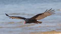 7: Turkey Vulture 5M2_0380