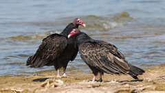 8: Turkey Vulture 5M2_0435