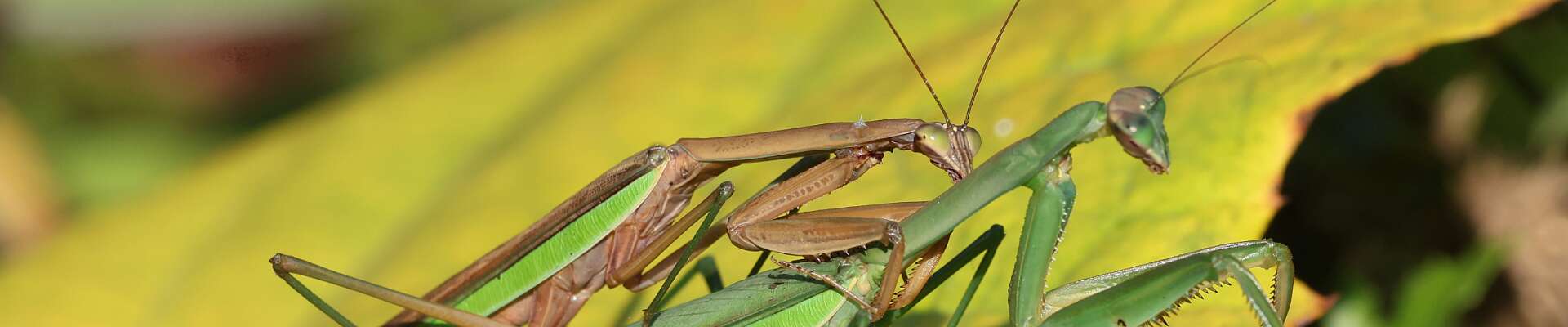 Click to show or hide the buttons