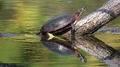 6: Painted turtle 5M2_0344