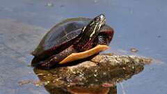 7: Painted turtle 5M2_0499