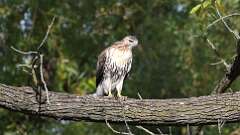 14: Red-tailed Hawk 5M2_1105