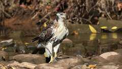 15: Red-tailed Hawk 5M2_1141