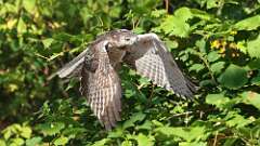 17: Red-tailed Hawk 5M2_1175