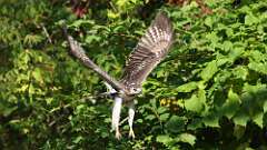 18: Red-tailed Hawk 5M2_1177