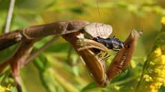 8: praying mantis 5M2_1365