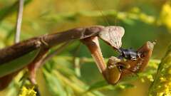 9: praying mantis 5M2_1401