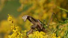 11: praying mantis 5M2_1590