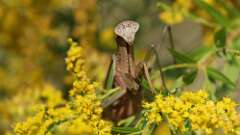 12: praying mantis 5M2_1671