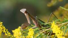 13: praying mantis 5M2_1716