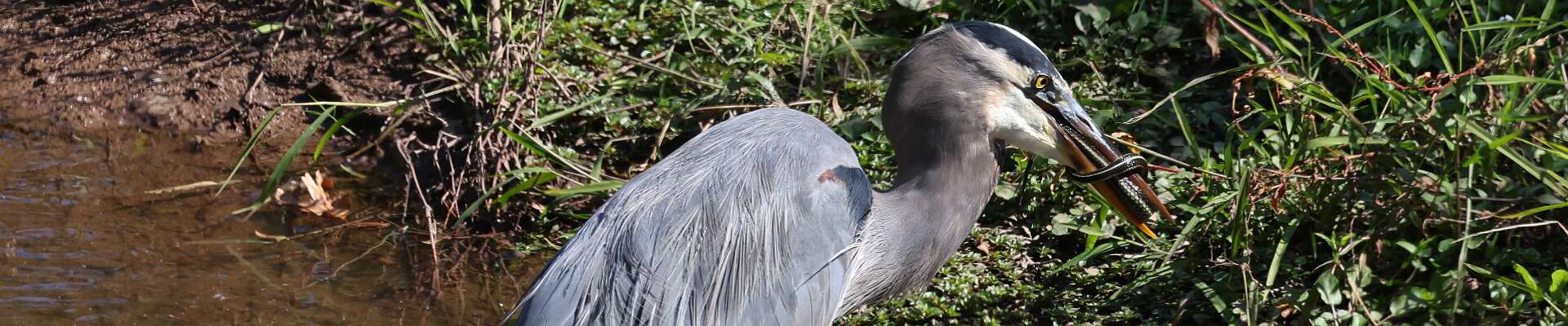 Click to show or hide the buttons