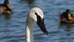 12: Trumpeter Swan 5M2_2613