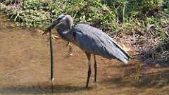 2: blue heron with snake 5M2_0432