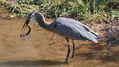 4: blue heron with snake 5M2_0828