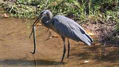 5: blue heron with snake 5M2_0912