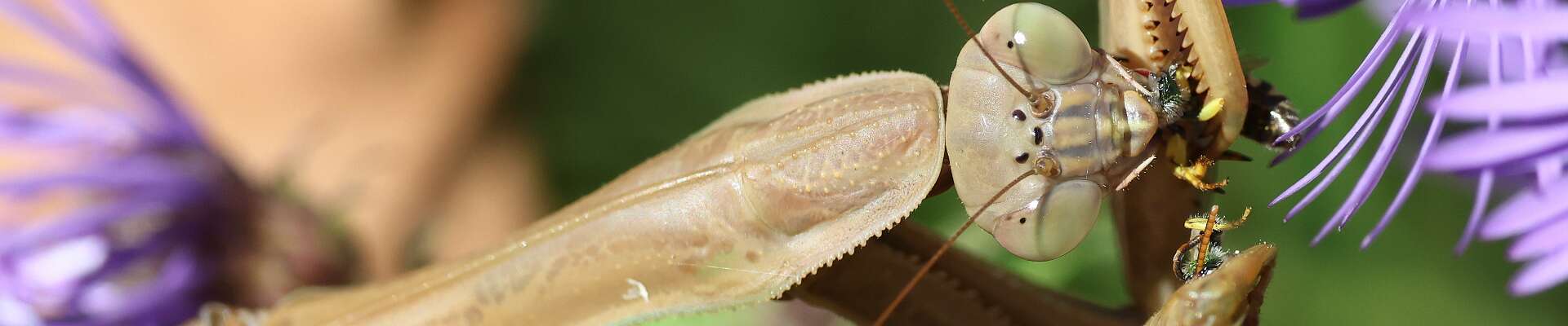 Click to show or hide the buttons