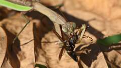 2: mantis big bug 5M2_2313