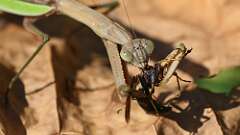 4: mantis big bug 5M2_2527