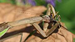 5: mantis big bug 5M2_2715