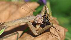 6: mantis big bug 5M2_2740