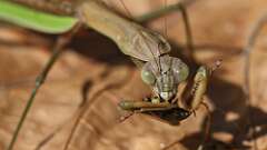 8: mantis big bug 5M2_2915