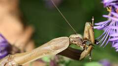 11: mantis bug 5M2_1923