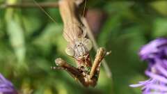 16: mantis bug 5M2_3374