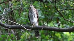 3: coopers hawk 5M2_0520