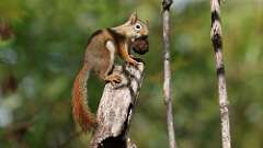 7: red squirrel 5M2_0452