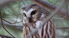 2: 2025-01-05-Northern Saw-whet Owl 0C3_0215