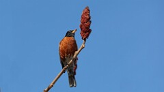 19: 2025-03-08-american robin 0C3_0301