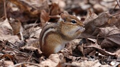 36: 2025-03-23-chipmunk 0C3_0412