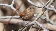 51: 2025-04-06-winter wren 0C3_0365