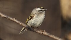59: 2025-04-17-Golden-crowned Kinglet 0C3_0213