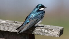 66: 2025-04-20-Tree Swallow 0C3_0328