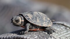 71: 2025-04-24-turtle 0C3_0698