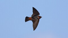 109: 2025-05-19-Cliff Swallow 0C3_0992