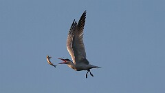 205: 2025-07-27-tern 0C1_4386