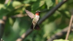 214: 2025-08-02-ruby-throated hummingbird 0C1_4550