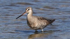 245: 2025-08-24-Hudsonian Godwit 5M2_3594
