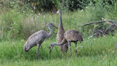 248: 2025-08-24-Sandhill crane 5M2_0270