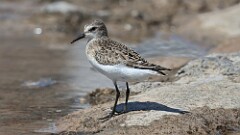 249: 2025-08-24-Semipalmated Sandpiper 5M2_0483