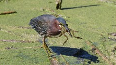 258: 2025-08-31-Green Heron 5M2_2506