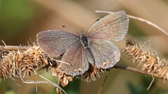 276: 2025-09-14-Eastern tailed-blue female 5M2_3651